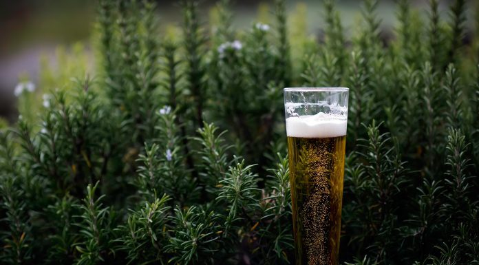 Beneficiile berii și 10 ani de Albacher